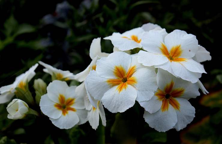 Primula bianche come innaffiare