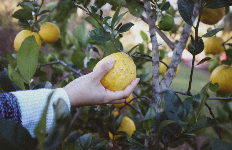 regole potare limone agrumi