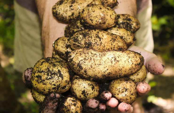 Raccolto patate coltivate