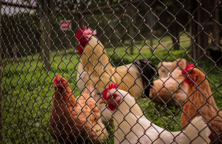 realizzare recinto galline economico