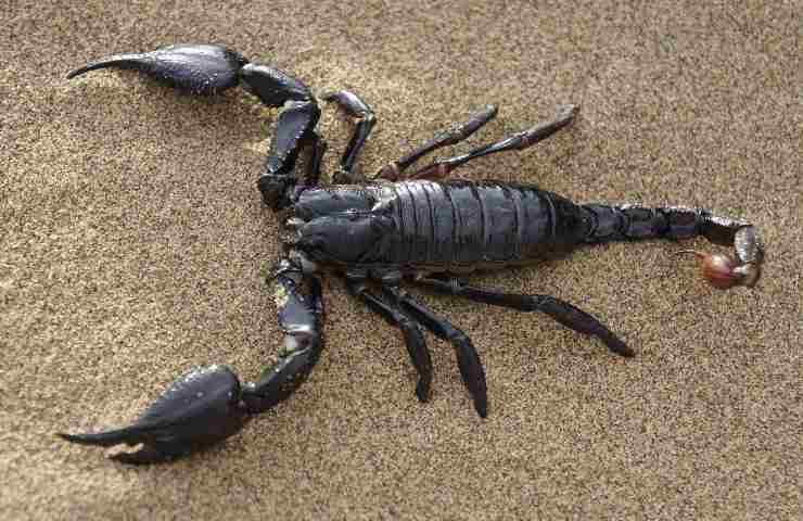 Scorpione animale senza occhi