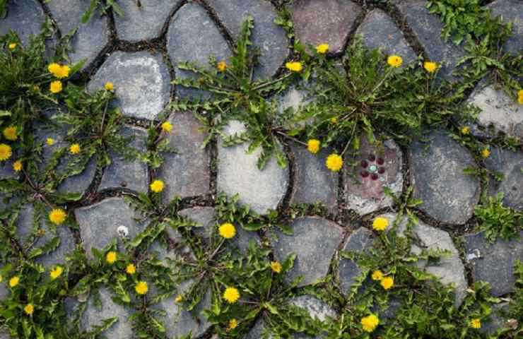 Soluzione erbacce giardino