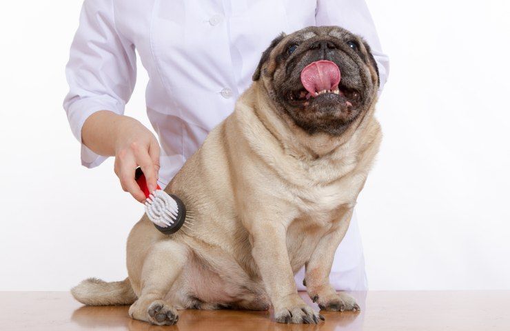 Spazzolare cane pelo profumato