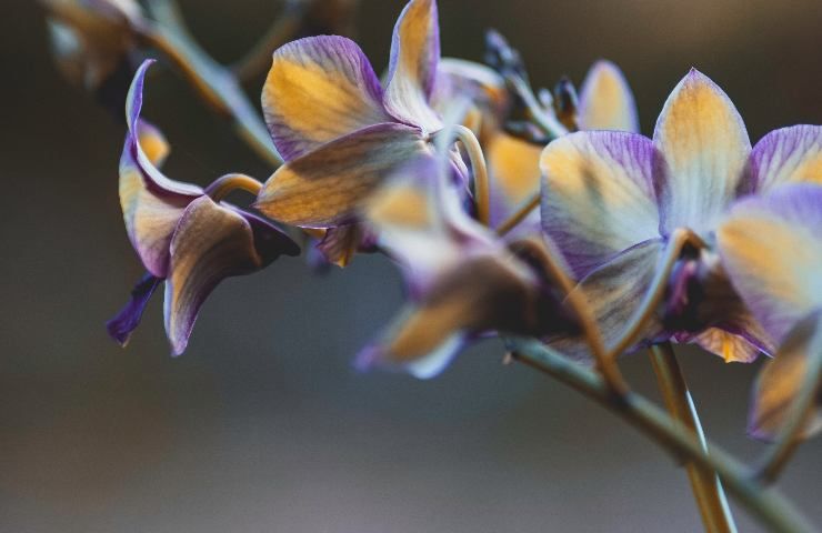 Stelo orchidea concimare