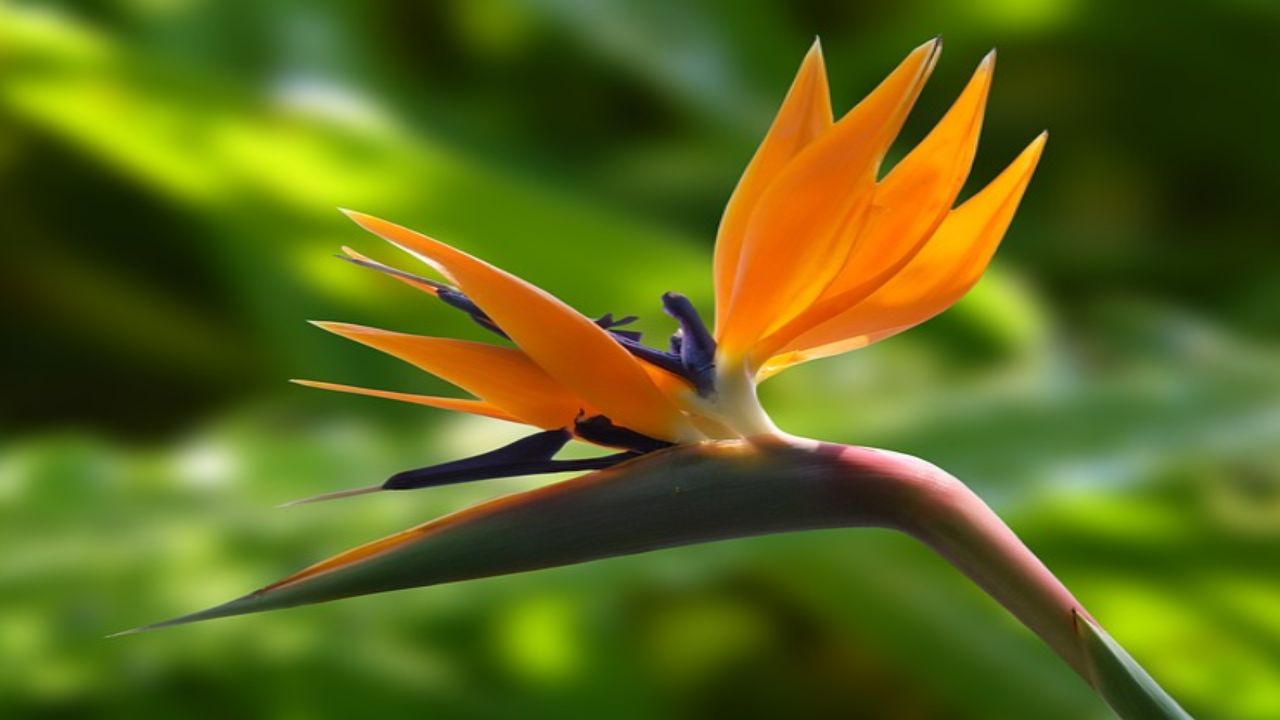 Strelitzia in fiore come uccello