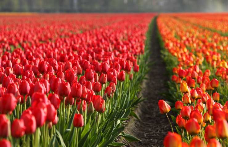 Tulipani colorati