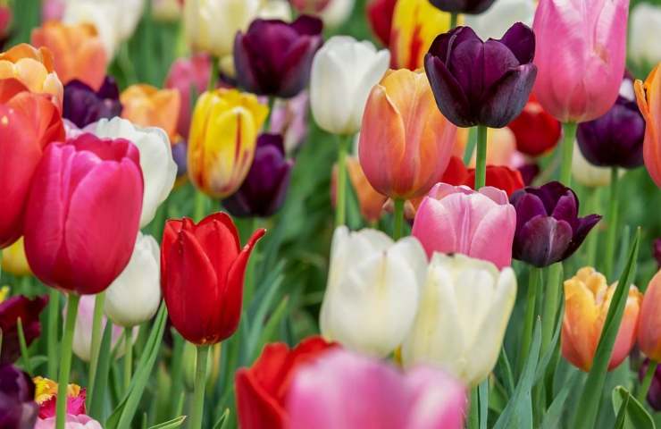 Tulipani fioritura metodi 