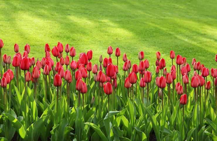 Tulipani rossi fioritura 