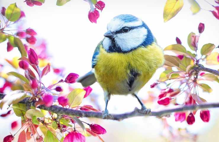 Uccello ramo equinozio primavera 