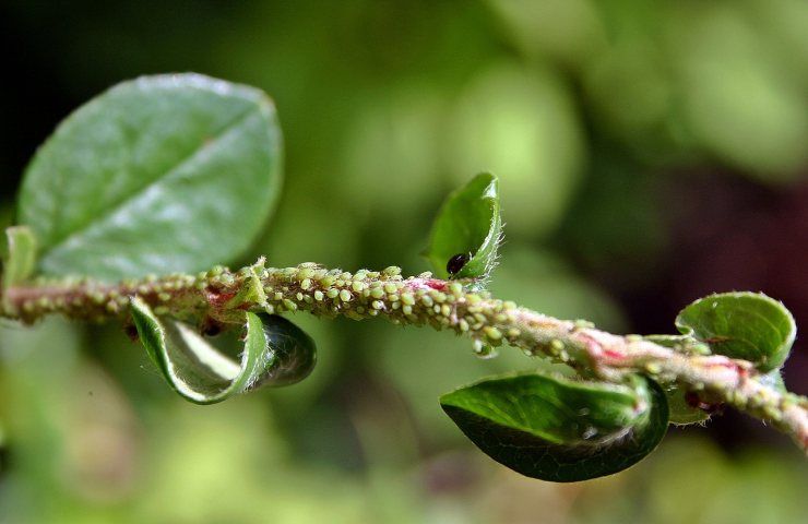 Infestazione cocciniglia parassiti afidi