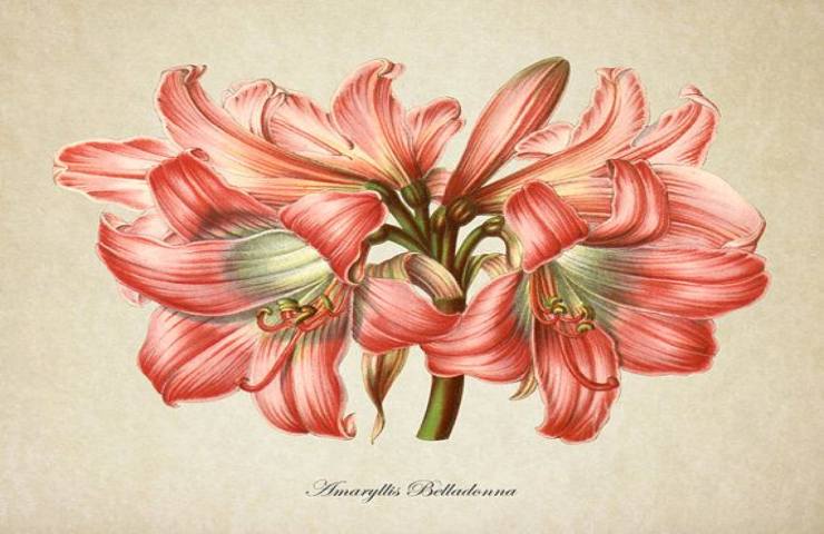Significato fiori bouquet belladonna