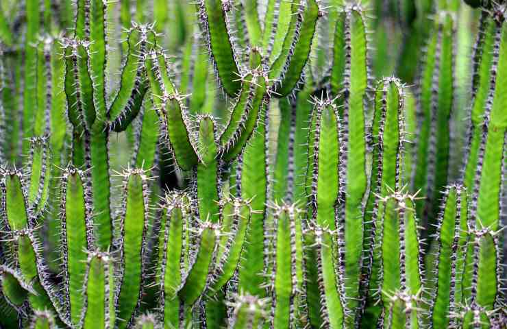 Cactus metodo innesto virale semplice