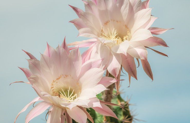 Cactus fiori