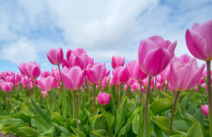 campo tulipani rosa