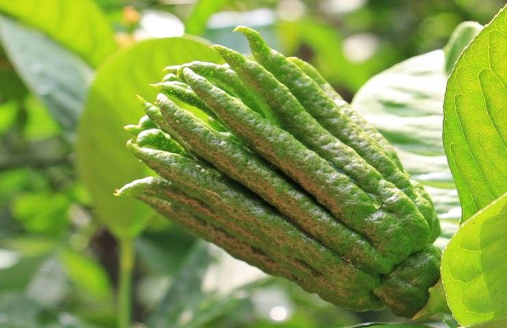 mano Buddha esemplare cedro 