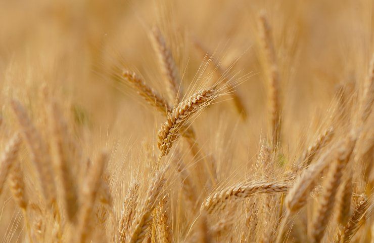 Ue Italia agricoltura cereali