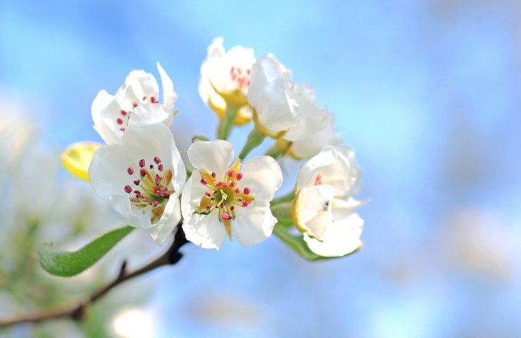 Primavera ciliegio fioritura metodo efficace