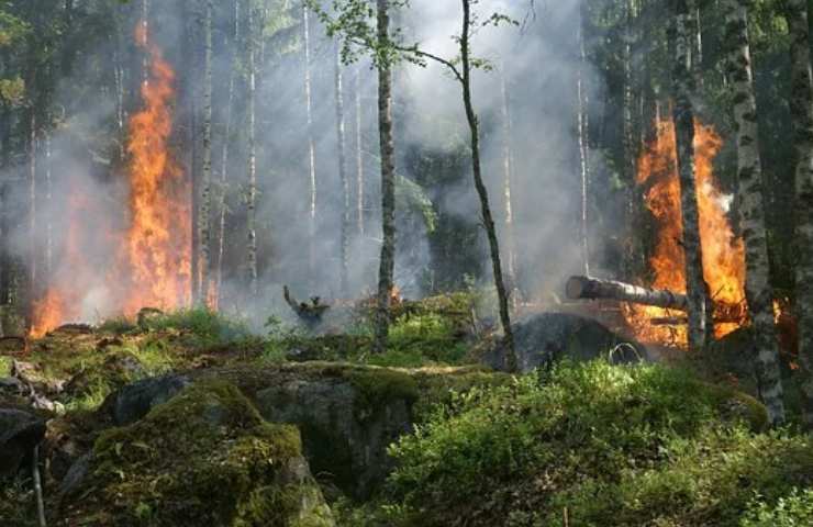 alberi fuoco deforestazione progetto