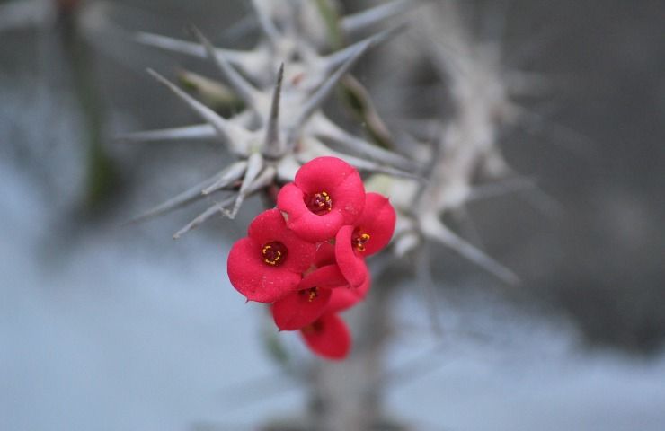 Euphorbia rossa cura manutenzione