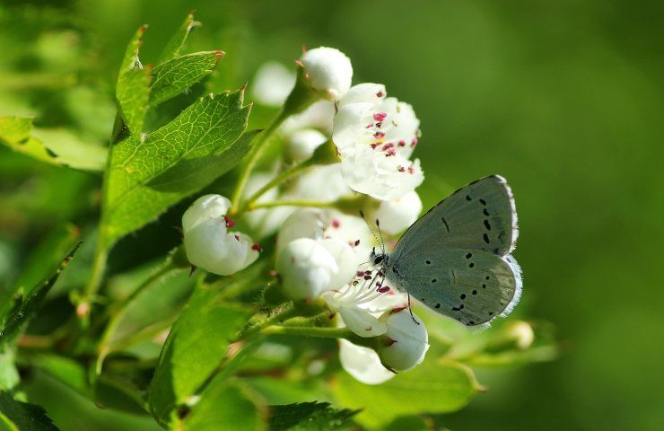 biancospino benefici controindicazioni farfalla