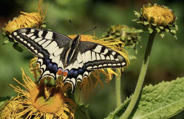 farfalla animale senza occhi