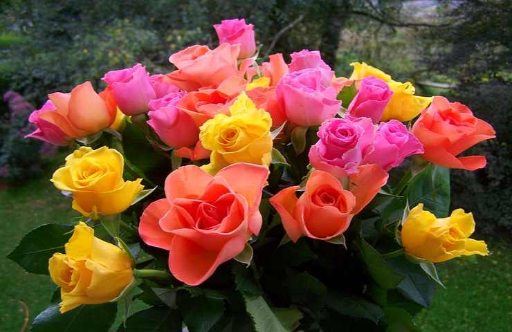 colori delle rose