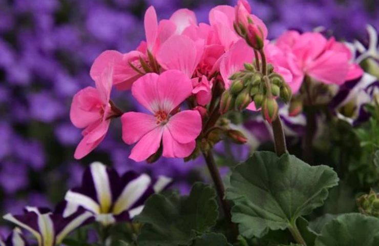 fiori rosa geranio cura
