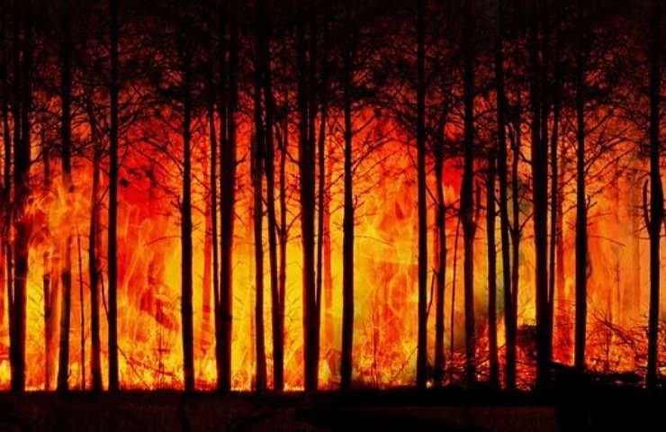 alberi fuoco amazzonia
