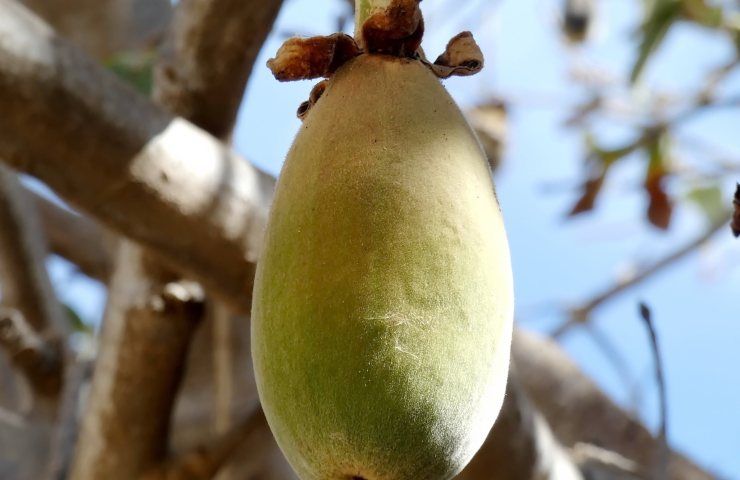 frutto del baobab bontà