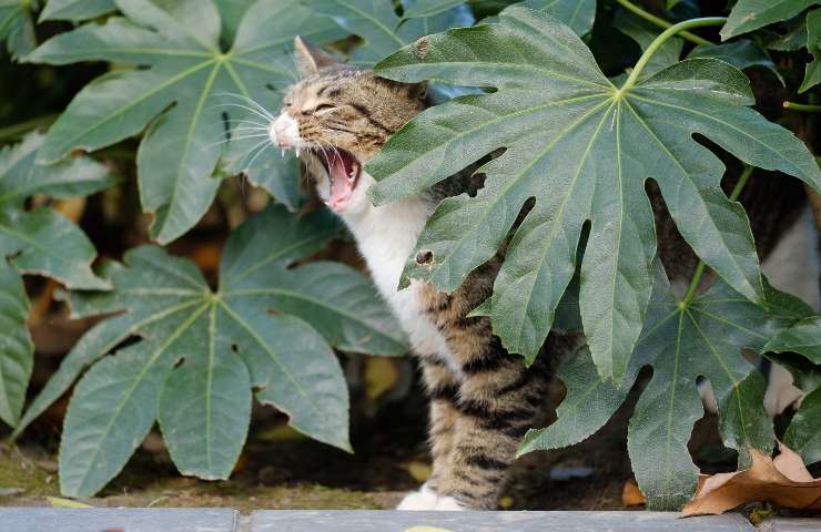 gatto piante bucce arancia