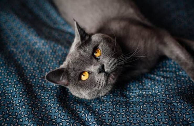gatto grigio bonus