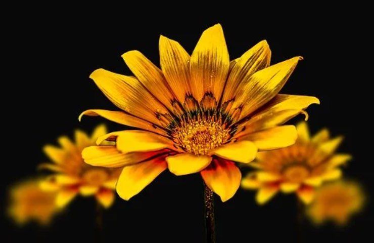 fiore gerbera benefici