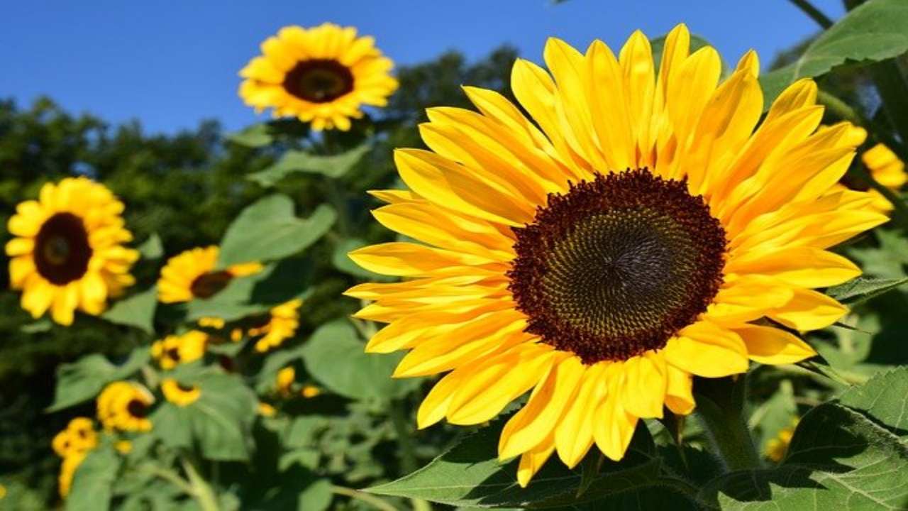 significato girasoli