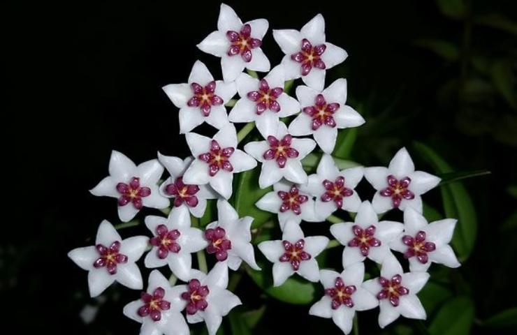 Hoya bianca fiori coltivazione