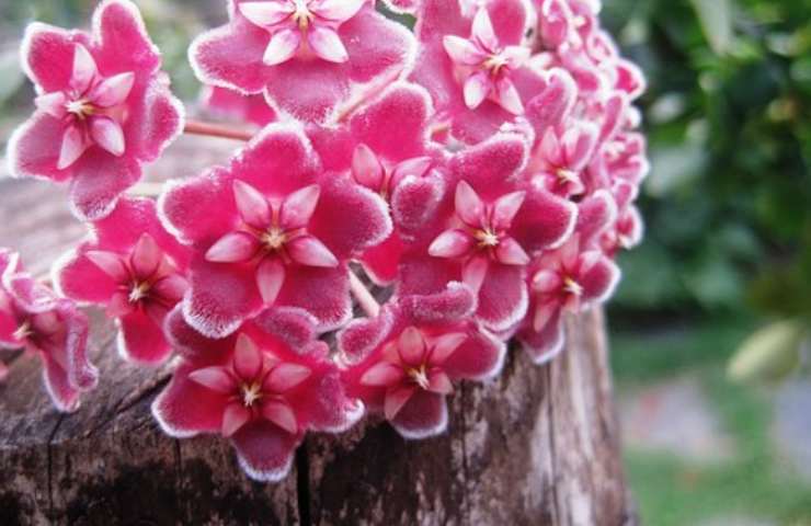 hoya rosa fiori coltivazione