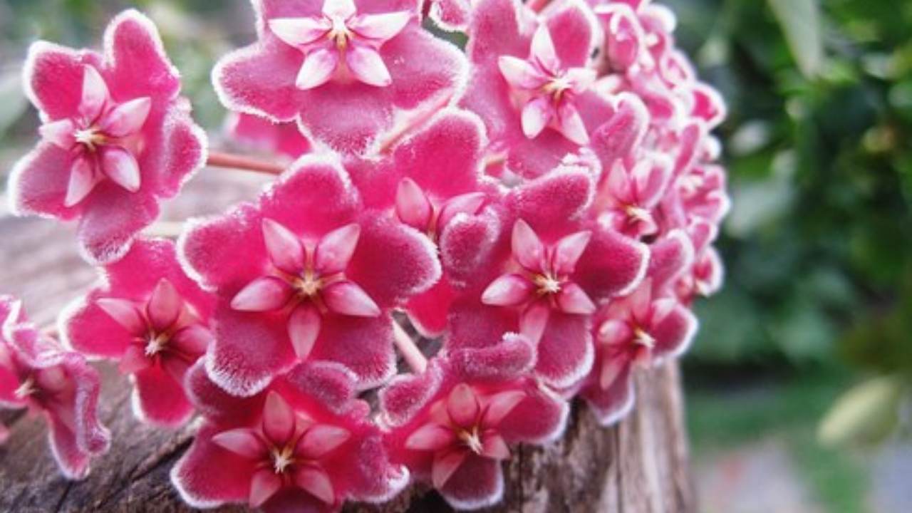 hoya carnosa rosa coltivazione