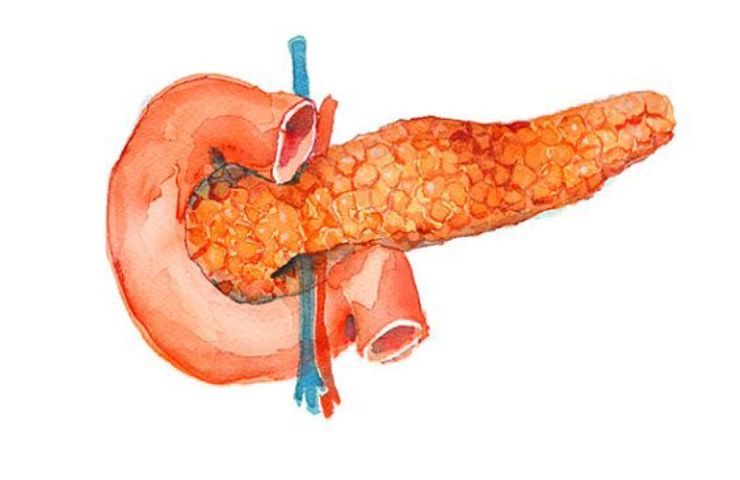 disegno pancreas disintossicazione
