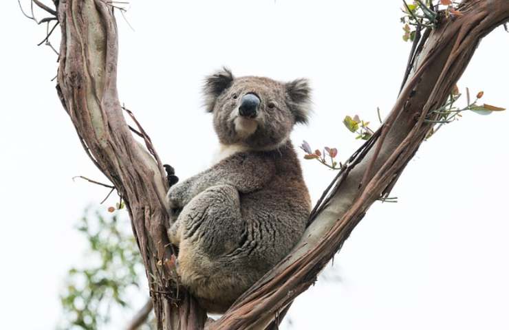 koala solitudine