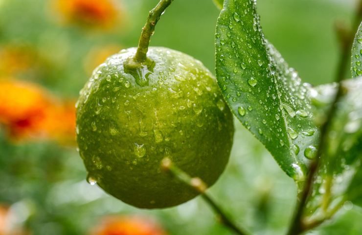 albero limone malato frutto