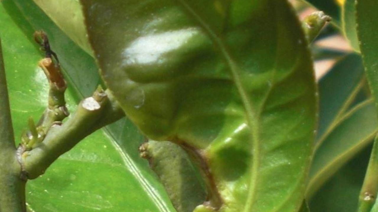 limone foglie bollose rimedi