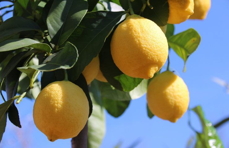 Limoni albero malattia rimedi