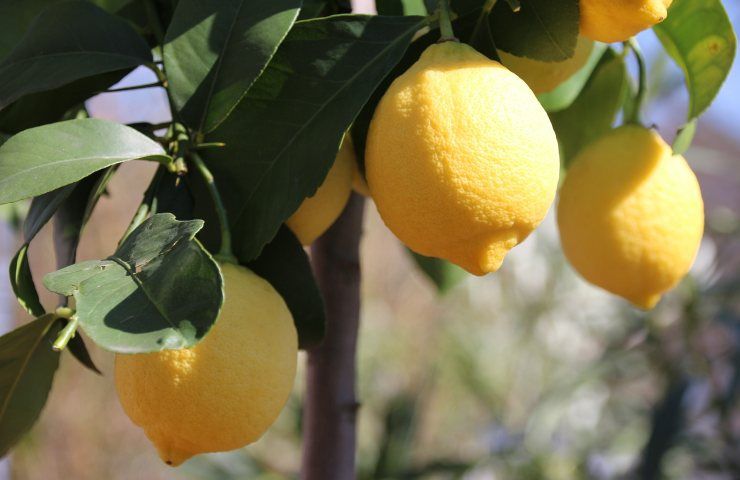 pianta limone coltivazione frutti