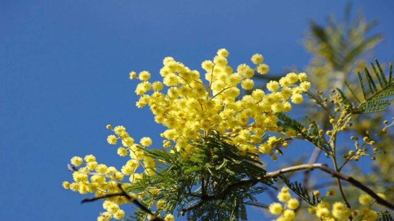pianta mimosa