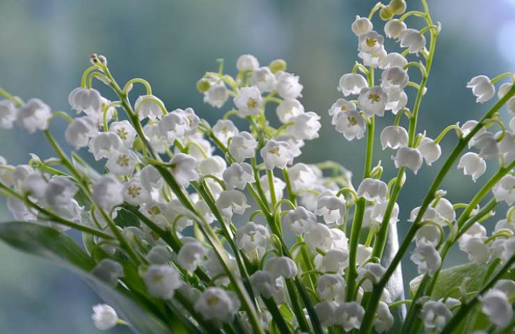 mughetto bianco fiori bianchi