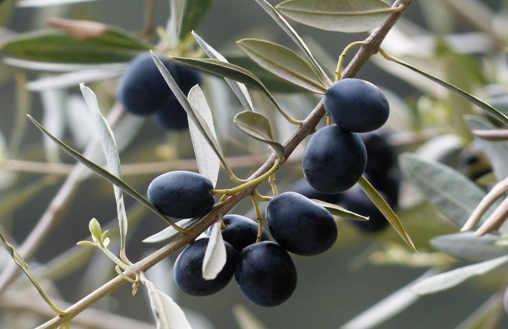 Ulivo moltiplicare metodo olivenere