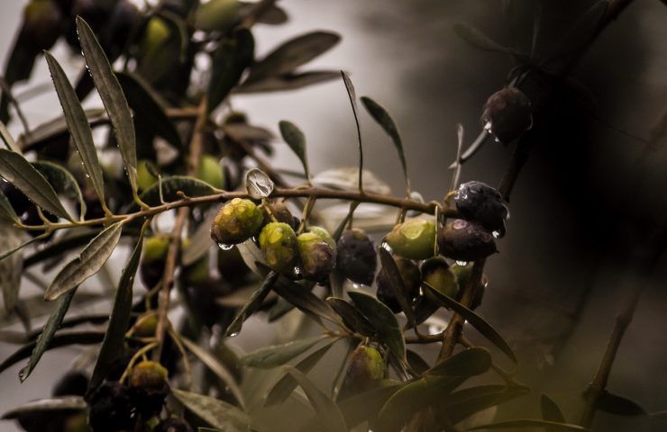 Ulivo moltiplicare metodo olive