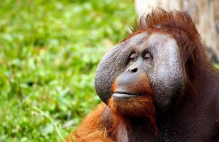 animali solitari orango