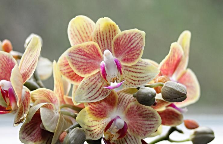 Orchidea arancione terriccio cura 