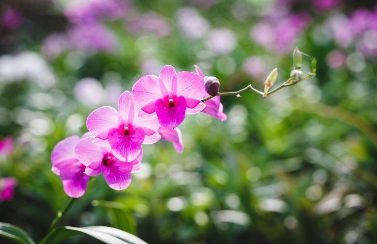 Orchidea rosa luce illuminazione