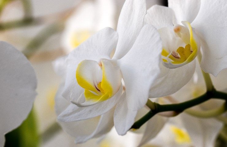 orchidea bianca coltivazione
